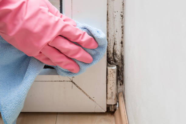 Best Mold Odor Removal Services  in Lincoln City, OR